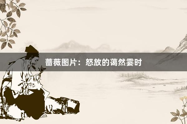蔷薇图片：怒放的蔼然霎时